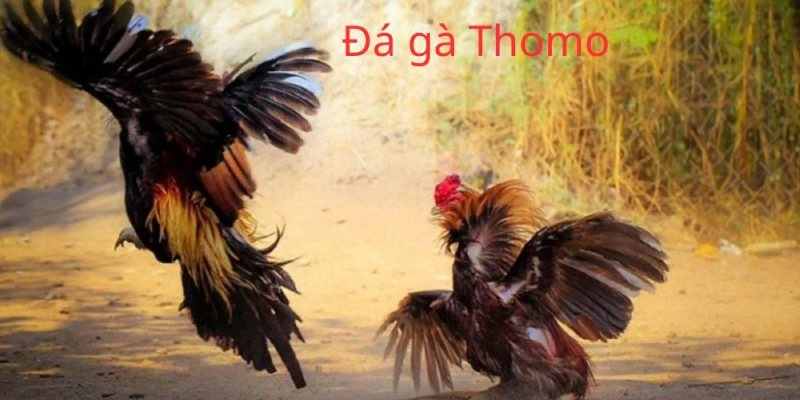 Giới thiệu đôi nét về trường đá gà Thomo tại Kubet77